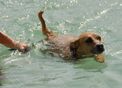 swimming dog