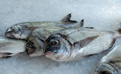 fresh fishes