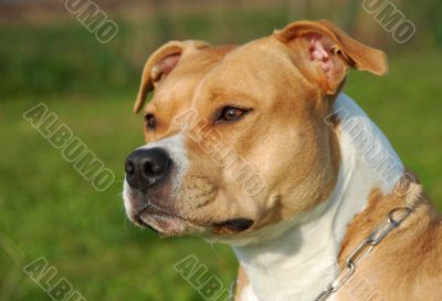 American staffordshire terrier