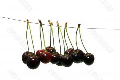 hanging cherries