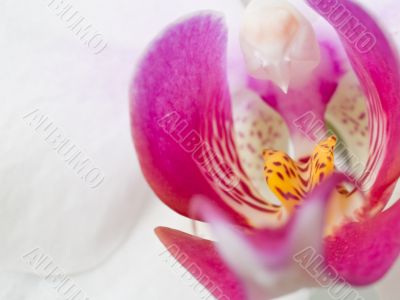 Orchid - Phalaenopsis