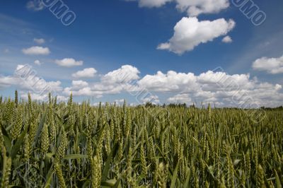 green wheat field