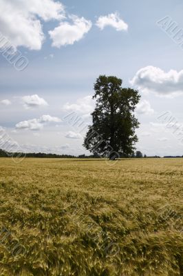 Lonely tree