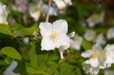 blossom jasmine flower