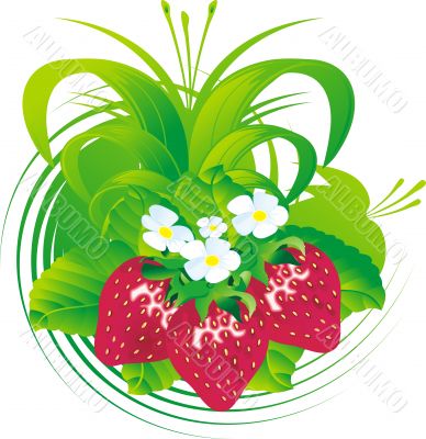 Strawberry fruits