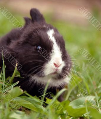 Black rabbit Black rabbit