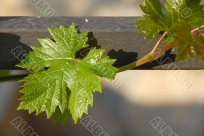 Growing vine plant closeup