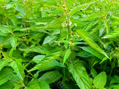 nettle