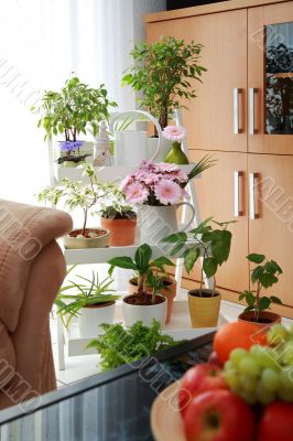 Flowers in interior