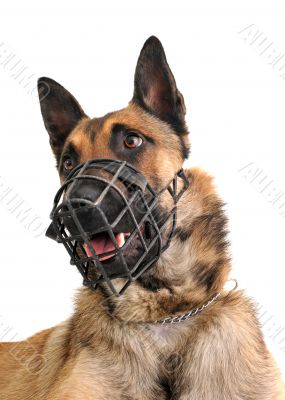 malinois and muzzle