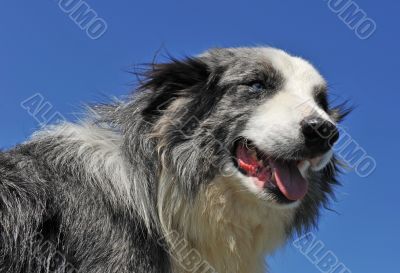 border collie