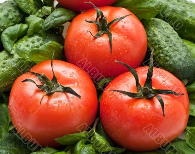 Vivid wet ripe tomatoes