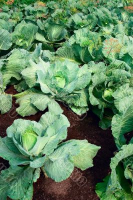 Fields of cabbage
