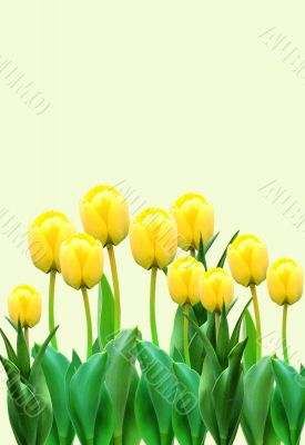 Yellow tulips