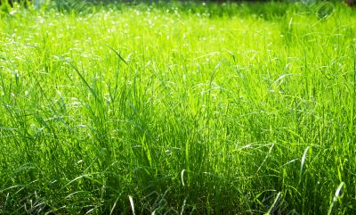 Health and nature concept