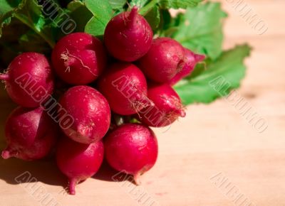 Bunch of radish