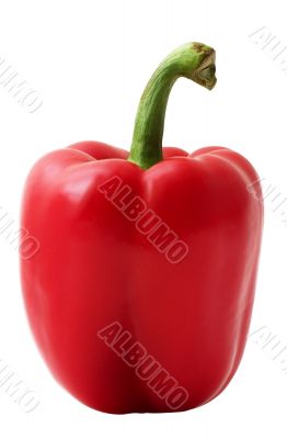 Paprika isolated
