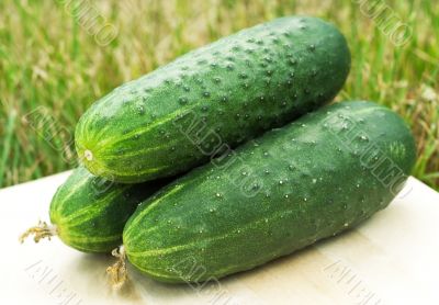 Green cucumber