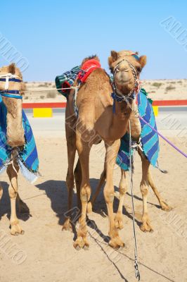 Robot controlled camel racing