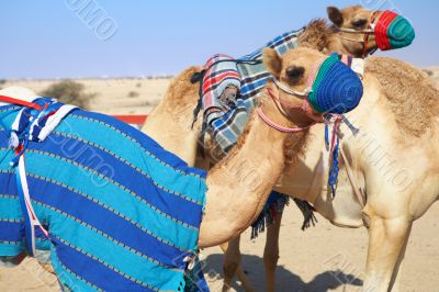 Robot controlled camel racing