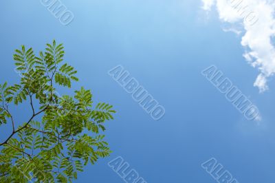 Tree branch against a sky in spring Tree branch against a sky in spring