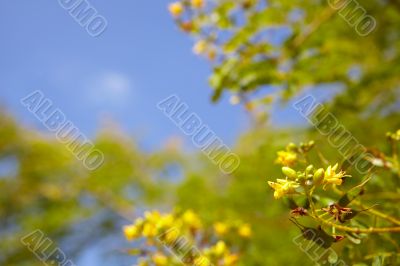 Tree branch against a sky in spring Tree branch against a sky in spring
