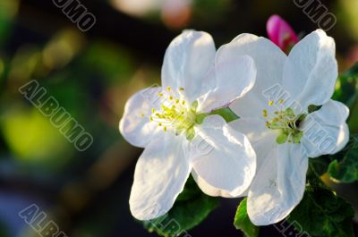 apple flowers close-up