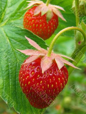 strawberries