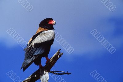 Bateleur Eagle on Perch