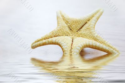 Sea star over background