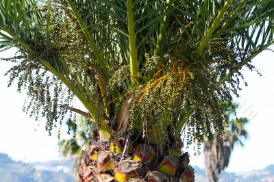 Palm tree detail