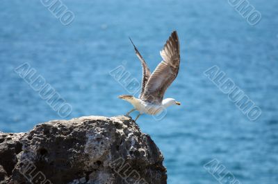 Seagull about to fly off the cliff