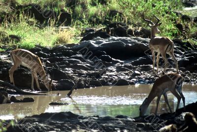 Antelops,Tanzania