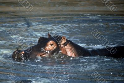 Hippo,Tanzania