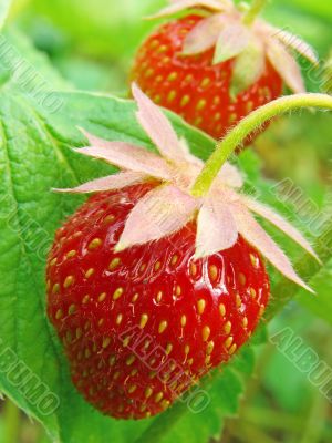 strawberries