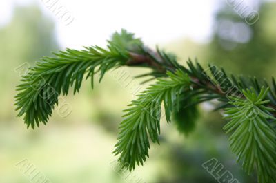 Young branch spruce