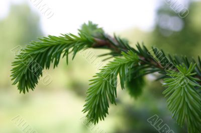 Young branch spruce Young branch spruce