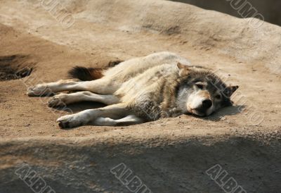 Steppe wolf