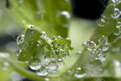 parsley in water macro parsley in water macro