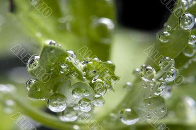 parsley in water macro