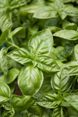 Green basil