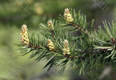 Runaways of a pine close-up Runaways of a pine close-up
