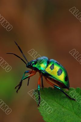 Jewel Bug