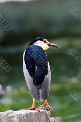 Night Heron Night Heron