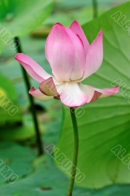 Lotus Lotus