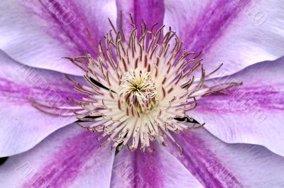 Clematis Clematis