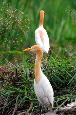 Egrets Egrets