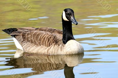 Canadian Goose Canadian Goose