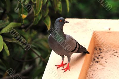 Pigeon