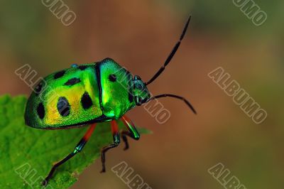 Jewel Bug